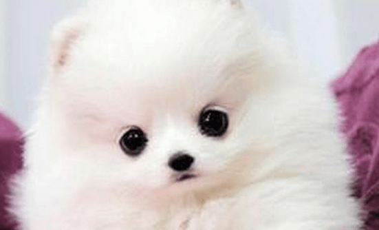 博美犬吃什么好,看完本文轻松养好它