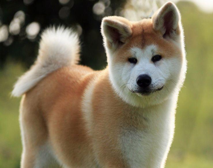 秋田犬怎么训练?来点有难度的