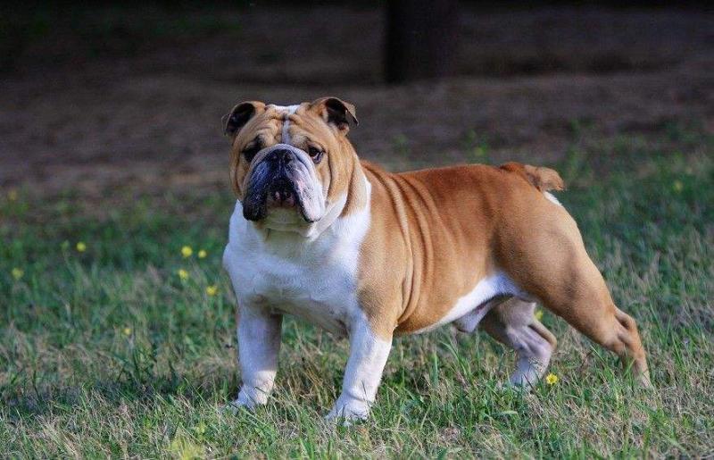 斗牛犬怎么训练?看训练师怎么说