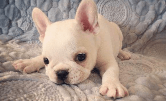 盘点那些长不大的宠物狗,这些品种你造吗?