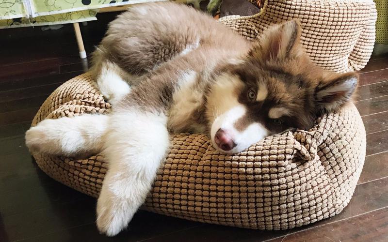 阿拉斯加犬多重?符合大型犬的标准