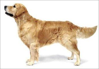 金毛犬掉毛怎么办?只需几点妙招