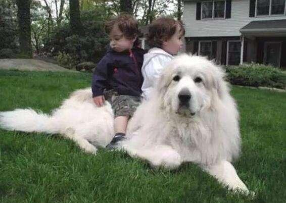 大白熊犬缺点有哪些?四大典型缺点总结