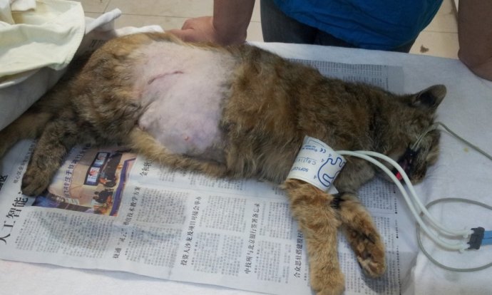 母猫绝育后多久能恢复,一周后又是你的小可爱