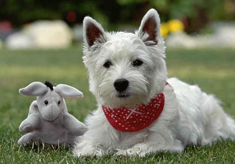 什么狗不掉毛？最不掉毛的五种狗