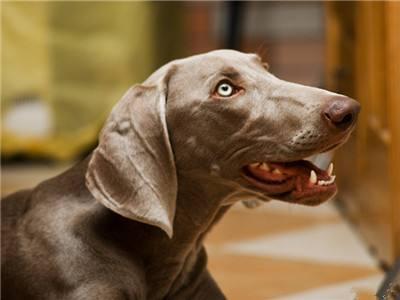 魏玛犬适合在家养吗?这要看你的喜爱程度