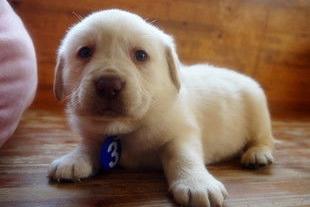 拉布拉多多大才能懂事?不光看年龄还要训练