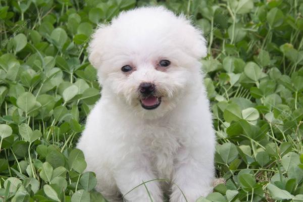 狗狗可以吃西红柿吗?答案是肯定,但要注意这些