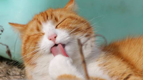 猫食欲不振  专家教你拯救喵星人