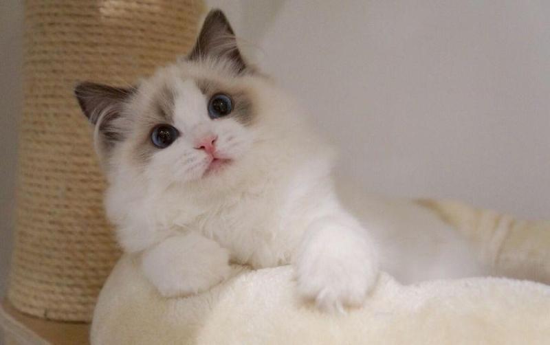 养布偶猫的坏处?大概会有这些困惑吧