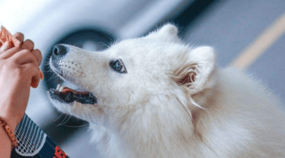 萨摩耶犬吃什么,来了解一下它的饮食