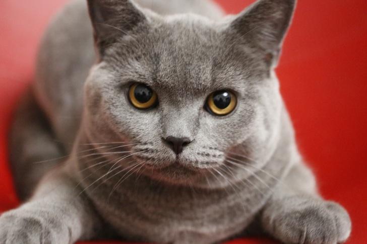 买猫要注意什么？不光要看身体健康