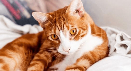 猫藓会自愈吗?特定的情况下需要时间