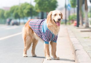 金毛萨摩耶哪个好?就看你觉得哪种好