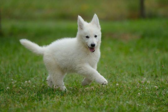 银狐犬喜欢吃什么?喜欢的东西可多了