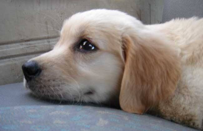 狗的生活习性,一些你不知道的小秘密