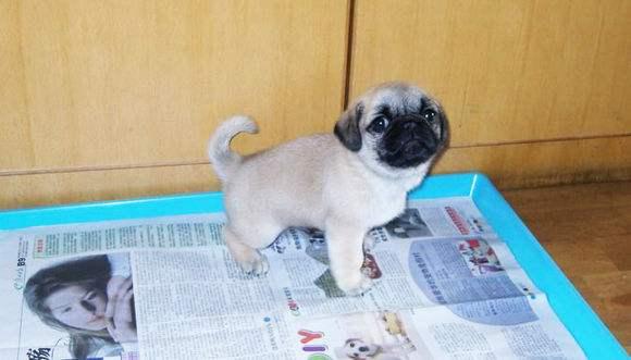 狗狗拉屎怎么训练，只能说严师出高徒！