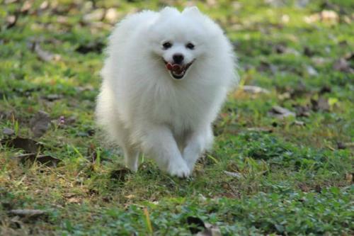 博美掉毛是不是皮肤病，根据情况来判断