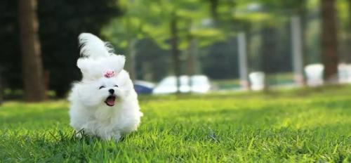 宠物名字大全，原来名字还可以这样起