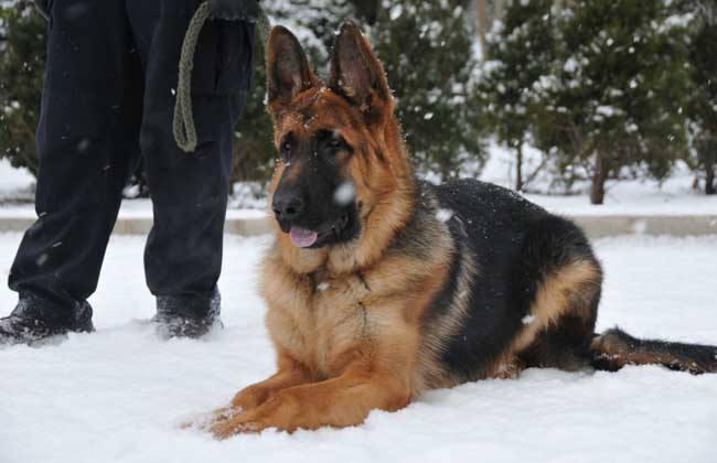 德国牧羊犬怎么训练?大多数是这样训的