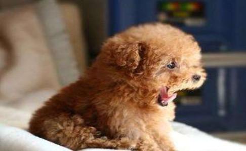 泰迪怎么训练大小便？这种办法屡试不爽