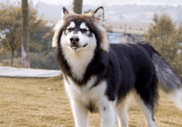 阿拉斯加雪橇犬吃什么，还不好好把控投食？