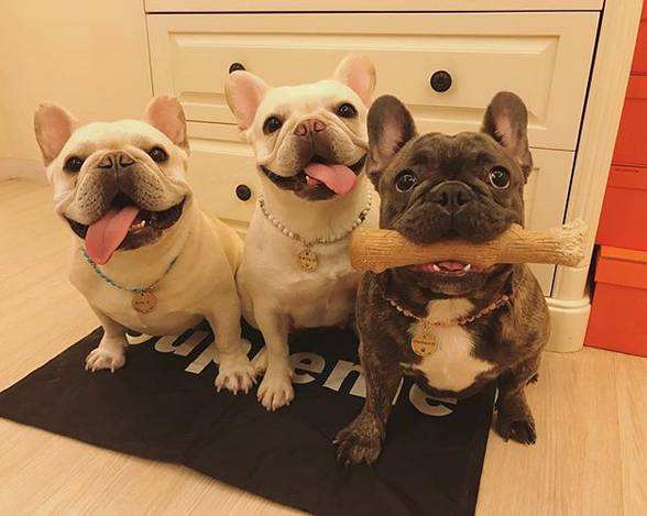 小狗的生活习性 来看看您都了解吗?