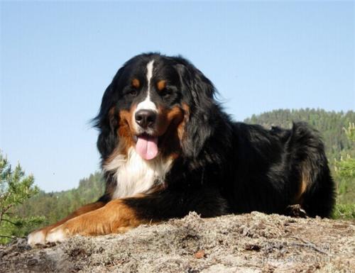 伯恩山犬为什么养的少,原因居然是这样的