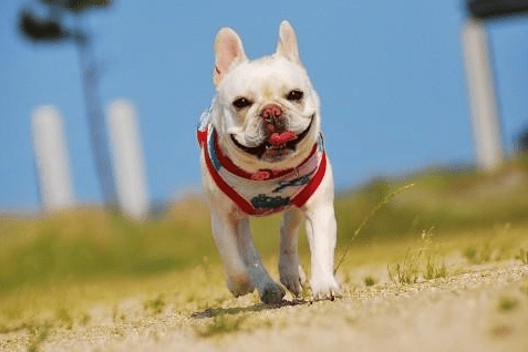 狗狗体内驱虫多久一次?一般是按这个时间点来