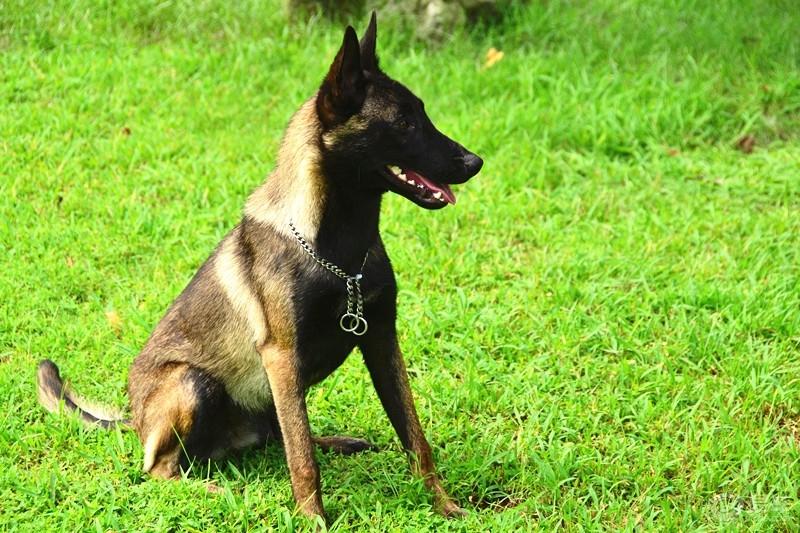 怎么训练马犬大小便，此法适应大多数狗狗