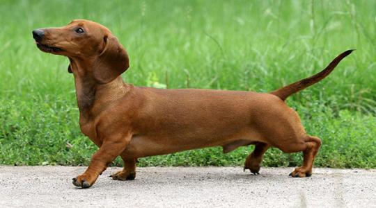 腊肠犬吃什么狗粮？解决一日三餐如此简单