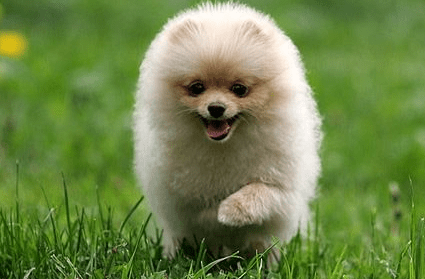 宠物狗寄养训练，小套路要记住