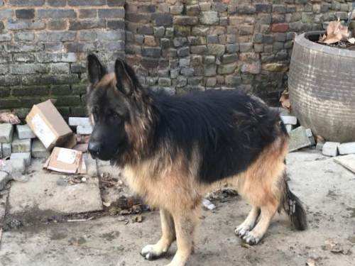 德牧和黑背哪个好?一起来对比一下