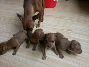 小鹿犬掉毛严重怎么办？可能是生病了