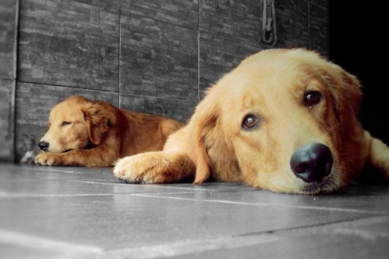 金毛犬不吃东西怎么办？先自己排查一下原因