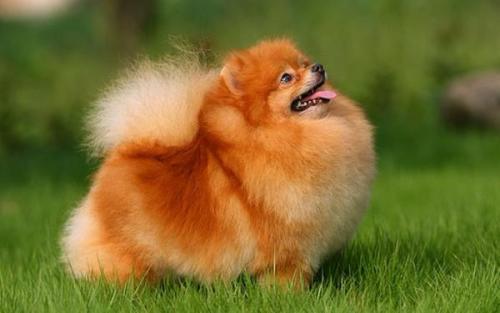 博美掉毛是不是皮肤病，根据情况来判断