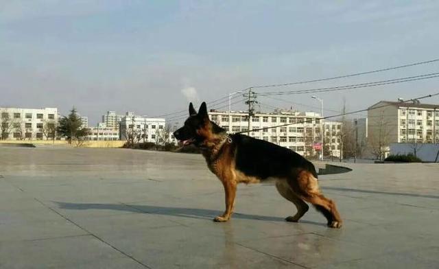 东德牧羊犬喂什么最好,精心总结喂养方式