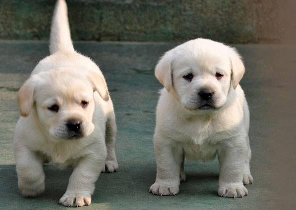 拉布拉多幼犬怎么训练?聪明的狗子该这样来