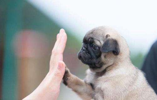 刚买的小狗一直叫? 找到原因根治不是问题