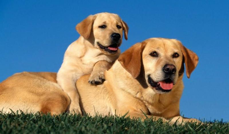 拉布拉多犬训练方法,聪明的狗子容易训