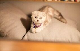 猫咪不吃东西怎么办？猫咪恢复食欲的方法