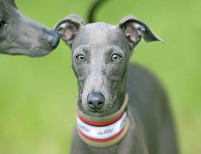 格力犬和灵缇犬的区别,分辨起来并不难