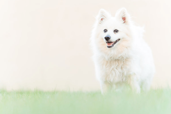 博美拉稀带血怎么办？找准原因再对症治疗