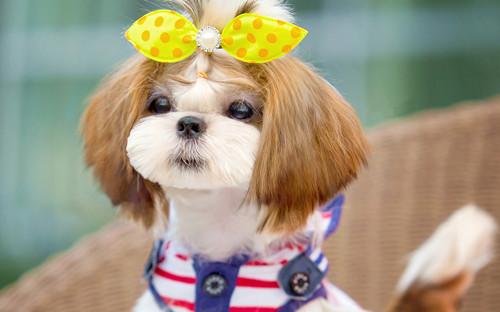 狗不能吃的东西，以下这些碰都别碰