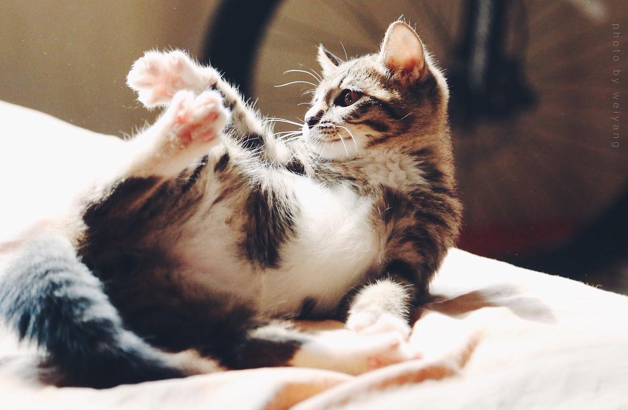 猫发情的症状,提前做好措施