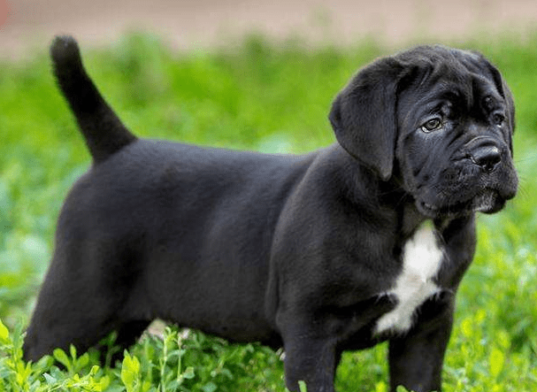 怎么训练卡斯罗犬?有奖有罚易搞定