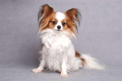 蝴蝶犬总是发抖怎么回事?查看下是不是这些问题