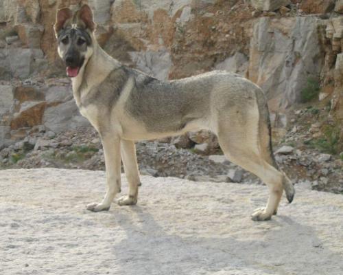 狼青犬怎么训练?听听驯狗师怎么说