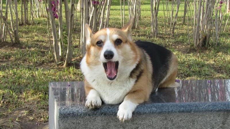 柯基犬什么颜色最好?重要是主人喜欢什么