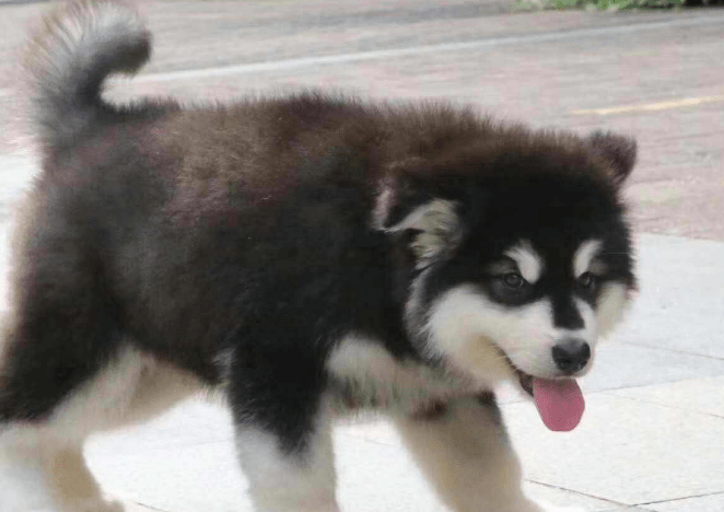 如何训练阿拉斯加幼犬?这些方法用了吗